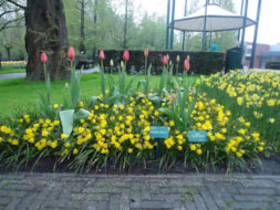 Keukenhof (48)